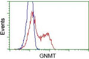 Image no. 2 for anti-Glycine N-Methyltransferase (GNMT) antibody (ABIN1498486) (GNMT 抗体)