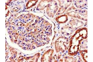 Immunohistochemistry of paraffin-embedded human kidney tissue using ABIN7170036 at dilution of 1:100 (ATP1A1 抗体  (AA 225-407))