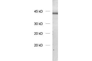 dilution: 1 : 1000, sample: rat brain homogenate (SH3G2 抗体  (AA 256-276))
