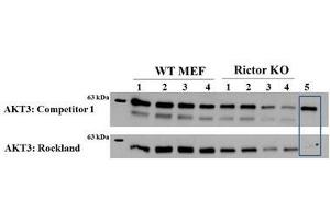 Western Blotting (WB) image for anti-V-Akt Murine Thymoma Viral Oncogene Homolog 3 (Protein Kinase B, Gamma) (AKT3) (Internal Region) antibody (ABIN1043749)