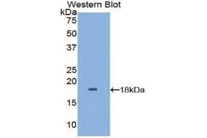 Western Blotting (WB) image for anti-Glia Maturation Factor, gamma (GMFG) (AA 12-127) antibody (ABIN1859035) (GMFG 抗体  (AA 12-127))