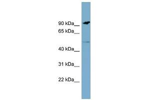 WB Suggested Anti-MARCO Antibody Titration:  0. (MARCO 抗体  (N-Term))