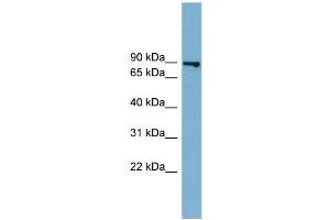 WB Suggested Anti-FASTKD2  Antibody Titration: 0. (FASTKD2 抗体  (Middle Region))