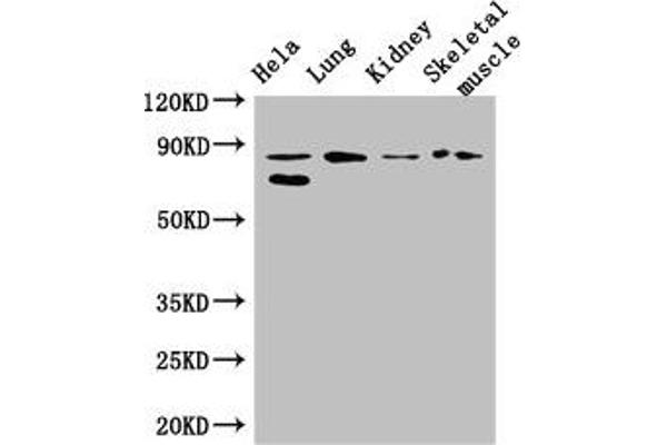 PRDM4 抗体  (AA 301-500)