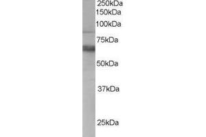 ABIN2560345 staining (0. (ANTXR1 抗体  (C-Term))