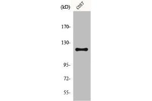 Western Blot analysis of COS7 cells using Fucokinase Polyclonal Antibody (FUK 抗体  (N-Term))