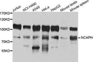 Western blot analysis of extracts of various cell lines, using NCAPH antibody (ABIN5972591) at 1/1000 dilution. (NCAPH 抗体)