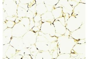 ABIN6274825 at 1/100 staining Human lung tissue by IHC-P. (ALDH3B1 抗体  (N-Term))
