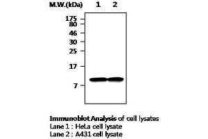 Western Blotting (WB) image for anti-Thioredoxin (TXN) antibody (ABIN615017) (TXN 抗体)