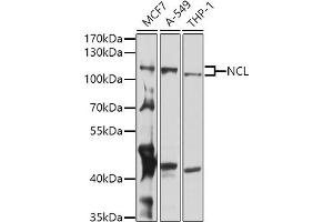 Western blot analysis of extracts of various cell lines, using NCL antibody (ABIN6128392, ABIN6144411, ABIN6144412 and ABIN6221613) at 1:1000 dilution. (Nucleolin 抗体  (AA 461-710))