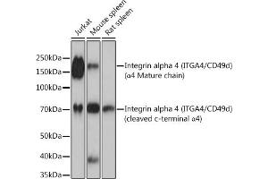 Western blot analysis of extracts of various cell lines, using Integrin alpha 4 (ITG/CD49d) (ITG/CD49d) Rabbit mAb (054) at 1:1000 dilution. (ITGA4 抗体)
