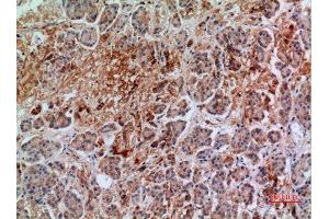 Immunohistochemistry (IHC) analysis of paraffin-embedded Human Pancreas, antibody was diluted at 1:100. (Annexin VII 抗体  (Internal Region))