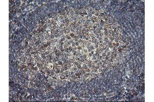 Image no. 7 for anti-Protein Disulfide Isomerase Family A, Member 3 (PDIA3) antibody (ABIN1498107)