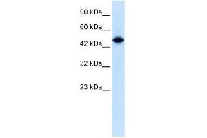 Human Jurkat; WB Suggested Anti-ELF2 Antibody Titration: 0. (ELF2 抗体  (N-Term))
