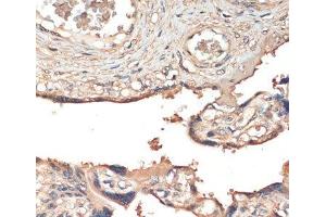 Immunohistochemistry of paraffin-embedded Human placenta using MST1 Polyclonal Antibody at dilution of 1:200 (40x lens). (MST1 抗体)
