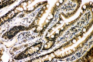 Anti- KAT3B/p300 Picoband antibody, IHC(P) IHC(P): Rat Intestine Tissue (p300 抗体  (AA 2065-2414))