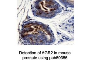 Image no. 1 for anti-Anterior Gradient Homolog 2 (Xenopus Laevis) (AGR2) (AA 1-50), (N-Term) antibody (ABIN363665) (AGR2 抗体  (N-Term))