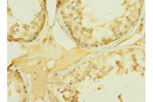 Immunohistochemistry of paraffin-embedded human testis tissue using ABIN7166559 at dilution of 1:100 (PCDH15 抗体  (AA 160-400))