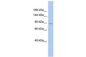 SH3RF1 antibody used at 1 ug/ml to detect target protein. (SH3RF1 抗体  (Middle Region))