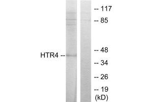 Western Blotting (WB) image for anti-Serotonin Receptor 4 (HTR4) (N-Term) antibody (ABIN1850160) (Serotonin Receptor 4 抗体  (N-Term))