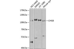 Western blot analysis of extracts of various cell lines, using CHGB antibody (ABIN3016868, ABIN3016869, ABIN3016870 and ABIN6219860) at 1:1000 dilution. (CHGB 抗体  (AA 1-300))