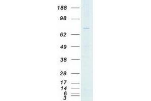 Western Blotting (WB) image for P21 Protein (Cdc42/Rac)-Activated Kinase 7 (PAK7) (Transcript Variant 2) protein (Myc-DYKDDDDK Tag) (ABIN2728182)
