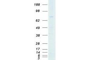 Validation with Western Blot (PAK7 Protein (Transcript Variant 2) (Myc-DYKDDDDK Tag))