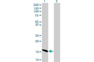 Western Blot analysis of ID2 expression in transfected 293T cell line by ID2 monoclonal antibody (M04), clone 2C11. (Id2 抗体  (AA 1-134))