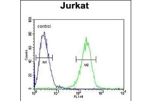 HADHB Antibody (C-term) (ABIN653816 and ABIN2843089) flow cytometric analysis of Jurkat cells (right histogram) compared to a negative control cell (left histogram). (HADHB 抗体  (C-Term))