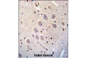 C Antibody (C-term) (ABIN656473 and ABIN2845754) immunohistochemistry analysis in formalin fixed and paraffin embedded human brain tissue followed by peroxidase conjugation of the secondary antibody and DAB staining. (NGFR 抗体  (C-Term))