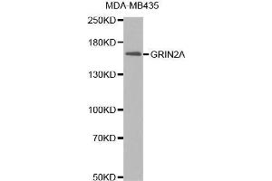 Western Blotting (WB) image for anti-Glutamate Receptor, Ionotropic, N-Methyl D-Aspartate 2a (GRIN2A) (AA 1130-1400) antibody (ABIN1681064) (NMDAR2A 抗体  (AA 1130-1400))
