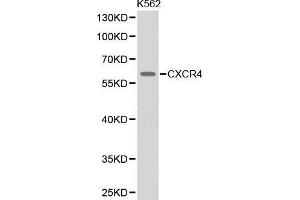 Western blot analysis of extracts of K562 cell line, using CXCR4 antibody. (CXCR4 抗体  (AA 1-100))