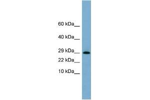 WB Suggested Anti-ERP29 Antibody Titration:  0. (ERP29 抗体  (N-Term))