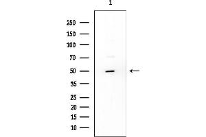 anti-Karyopherin alpha 5 (Importin alpha 6) (KPNA5) (Internal Region) antibody