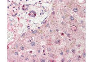 Anti-RALGPS1 antibody IHC staining of human liver. (RALGPS1 抗体  (AA 326-375))