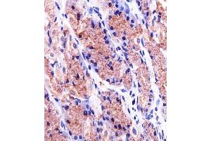Immunohistochemical analysis of paraffin-embedded H. (Prohibitin 抗体  (AA 1-205))