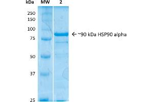 SDS-Page of human HSP90 Alpha protein (ABIN1686663, ABIN1686664 and ABIN1686665). (HSP90AA2 Protein (full length))