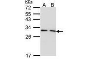 Image no. 1 for anti-14-3-3 gamma (YWHAG1) (AA 1-189) antibody (ABIN467598) (14-3-3 gamma 抗体  (AA 1-189))
