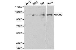 Western Blotting (WB) image for anti-Minichromosome Maintenance Complex Component 2 (MCM2) antibody (ABIN1873663) (MCM2 抗体)