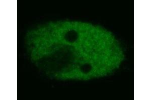 Immunocytochemistry (confocal microscopy) of human HeLa cells using anti-p53 (BP53-12, FITC). (p53 抗体)