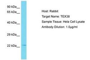 Image no. 1 for anti-Testis Expressed 38 (TEX38) (AA 99-148) antibody (ABIN6750801) (TEX38 抗体  (AA 99-148))