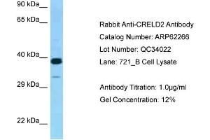 Western Blotting (WB) image for anti-Cysteine-Rich with EGF-Like Domains 2 (CRELD2) (Middle Region) antibody (ABIN970450) (CRELD2 抗体  (Middle Region))