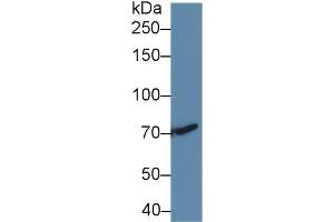 Western Blot; Sample: Human HepG2 cell lysate; Primary Ab: 2µg/ml Rabbit Anti-Rat TGFbR3 Antibody Second Ab: 0. (TGFBR3 抗体  (AA 210-465))