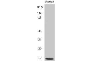 Western Blotting (WB) image for anti-Mitochondrial Ribosomal Protein L50 (MRPL50) (C-Term) antibody (ABIN3176118) (MRPL50 抗体  (C-Term))