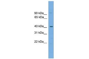WB Suggested Anti-WBP4 Antibody Titration: 0. (WBP4 抗体  (N-Term))