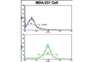 Flow cytometric analysis of MDA-231 cells using ACTN1 Antibody (N-term)(bottom histogram) compared to a negative control cell (top histogram). (ACTN1 抗体  (N-Term))