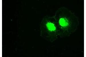 Anti-PLK1 mouse monoclonal antibody (ABIN2452274) immunofluorescent staining of COS7 cells transiently transfected by pCMV6-ENTRY PLK1 (RC201795). (PLK1 抗体)