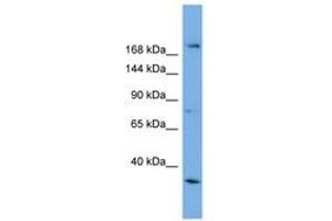Image no. 1 for anti-Amyotrophic Lateral Sclerosis 2 (Juvenile) (ALS2) (AA 1007-1056) antibody (ABIN6743275) (ALS2 抗体  (AA 1007-1056))