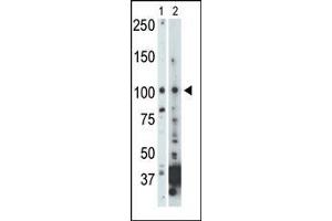 Western Blotting (WB) image for anti-NIMA (Never in Mitosis Gene A)- Related Kinase 9 (NEK9) (AA 846-877), (C-Term) antibody (ABIN392654)