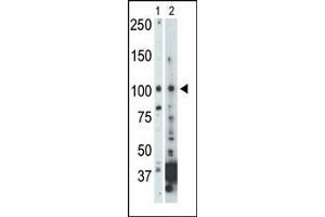 The anti-NEK9 Pab (ABIN392654 and ABIN2842155) is used in Western blot to detect NEK9 in 293 cell lysate (Lane 1) and mouse heart tissue lysate (Lane 2). (NEK9 抗体  (C-Term))